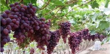 玫瑰葡萄爆料视频大全,揭秘幕后故事与精彩瞬间